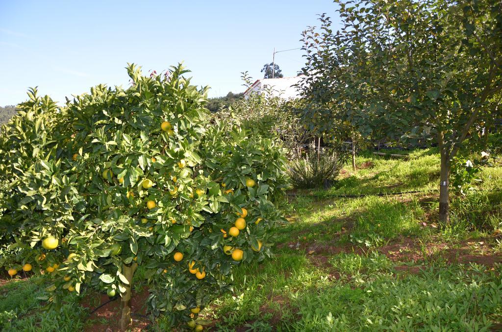 La Berrera Firgas